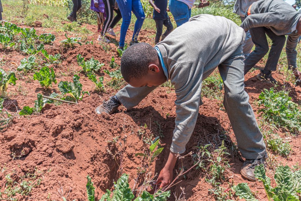 Child planting a tree sapling